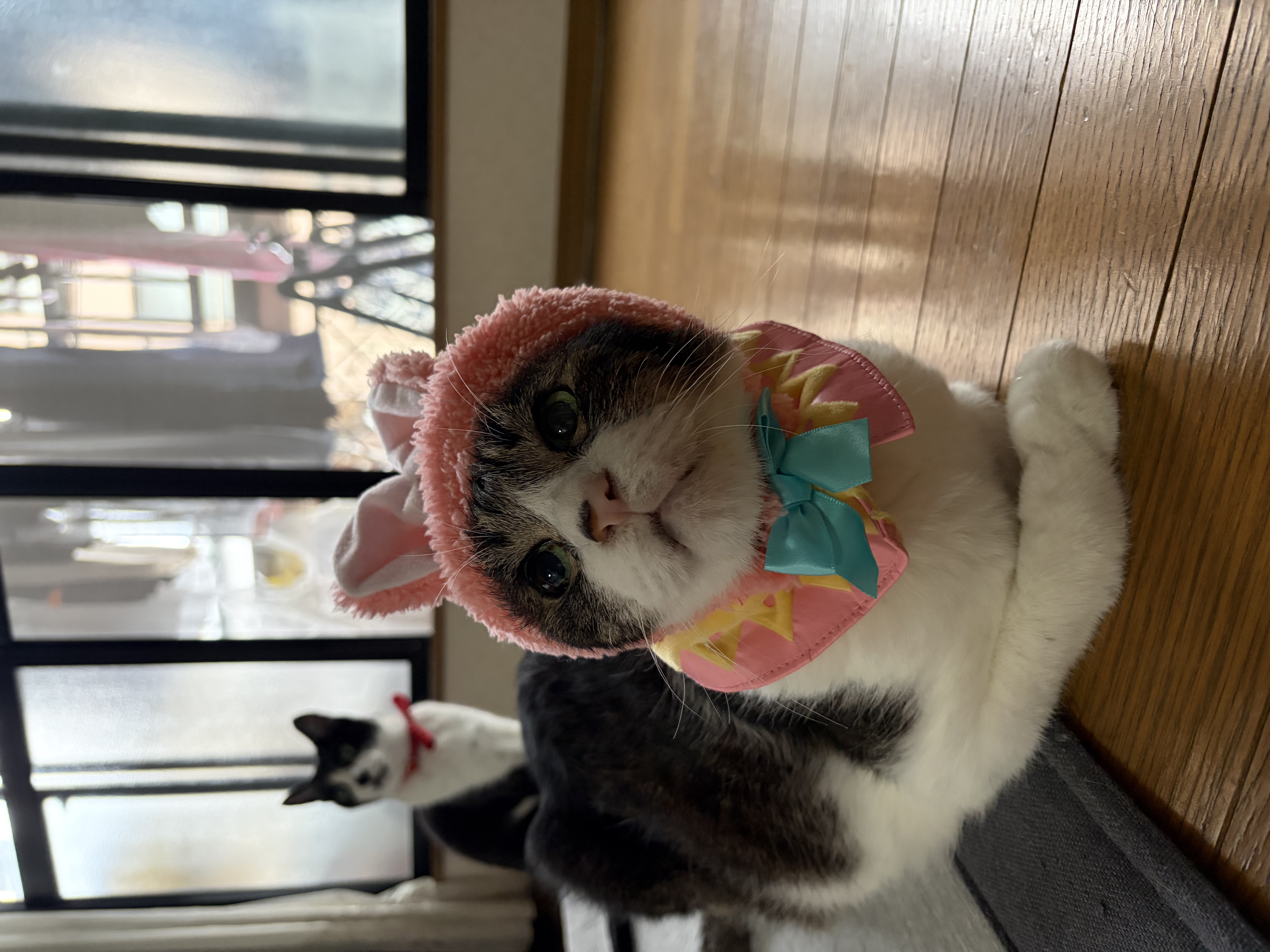 みゅうとてん